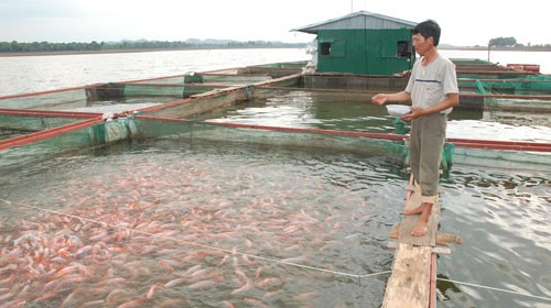 Phòng, trị bệnh cho cá nước ngọt nuôi lồng bè (30/8/2017)